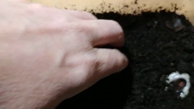 Кивсячок линяет. Линька многоножек. Кладка кивсячков.