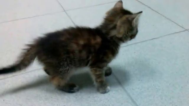 Маленькая девочка ищет дом