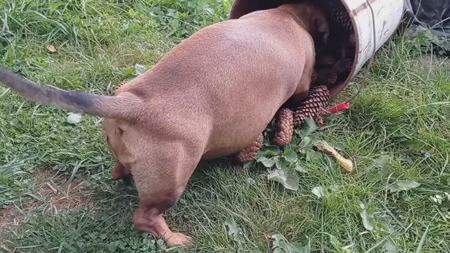 Мышка сбежала от Маньки 20221229_163817518