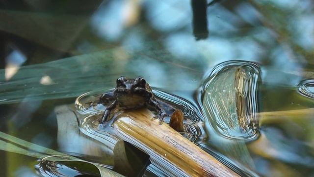 Рыбалка в камышах /ловля карася / рыбалка на поплавок смотреть онлайн