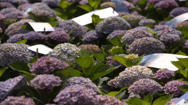 Lodewijk op bezoek bij Magical Hydrangea смотреть онлайн