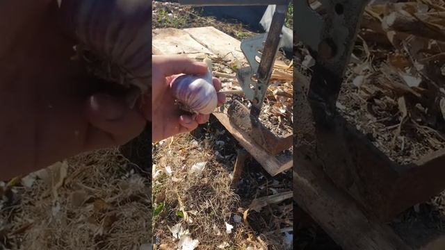 ПАЛАЧ ЧЕСНОКА. ОБРЕЗКА КОРНЕЙ И СТЕБЛЯ смотреть онлайн