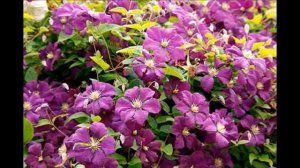 КРУПНОЦВЕТКОВЫЕ КЛЕМАТИСЫ. САМЫЕ ЛУЧШИЕ СОРТА