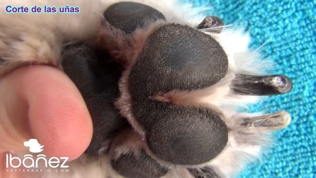 EL CORTE DE LAS UÑAS DE LOS PERROS смотреть онлайн