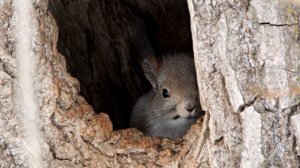 Жизнь Белки в зимний период.