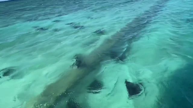 Heron Island Great Barrier Reef Queensland Australia смотреть онлайн