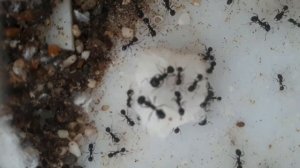 5 ПРИЧИН ПО КОТОРЫМ МУРАВЬИНАЯ МАТКА ПОГИБАЕТ.