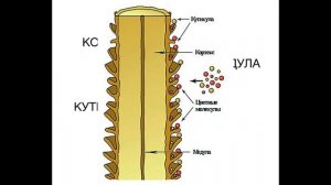 Строение волоса!!!