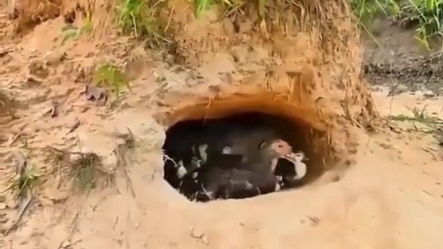 Утка высидела яйцо крокодила. Крокодил думает, что она его мать смотреть онлайн