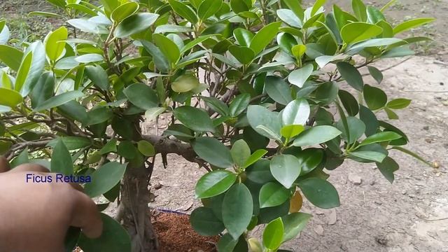 Bonsai Tree Of Ficus Retusa | Plant Of Ficus | Ficus Plant Retusa In Pot Very Beautiful |