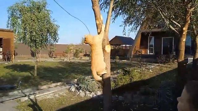 Мой самый лучший кот мира! смотреть онлайн