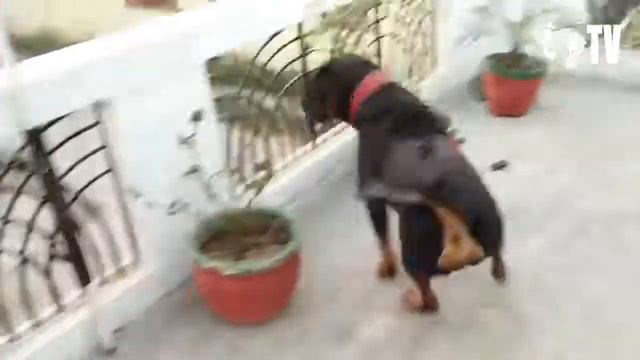 ТОП 5 ПОРОД СОБАК С САМЫМ СИЛЬНЫМ ХВАТОМ