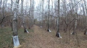 Сбор березового сока в марте