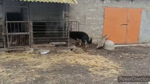 Как сделать укол собаке. ( Немецкие овчарки) смотреть онлайн