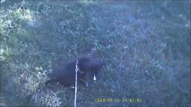 Боня породы питбуль смотреть онлайн