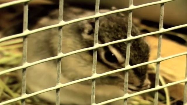 Animality Episode 2 смотреть онлайн