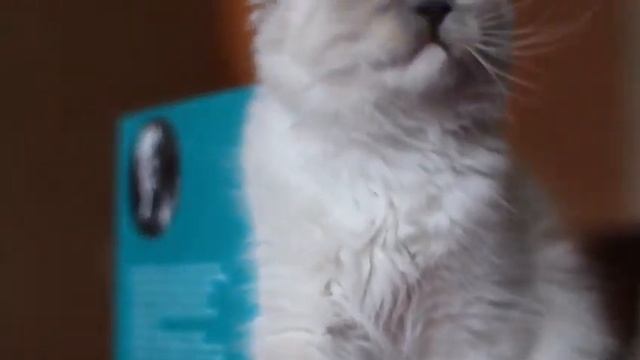 Невские Маскарадные котята смотреть онлайн