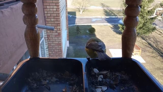 Лазоревка обыкновенная и большие синицы / Blue Tit and Great Tits смотреть онлайн