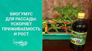 Биогумус для томатной рассады. Ускоряет приживаемость и рост
