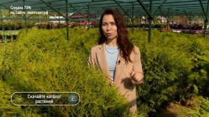 ЛУЧШИЕ ШАРОВИДНЫЕ ТУИ