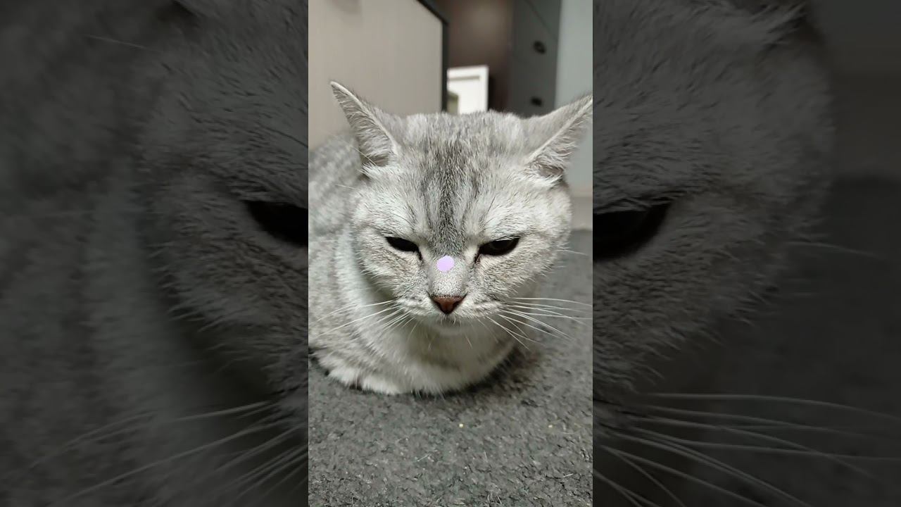 Милый котик #shorts смотреть онлайн