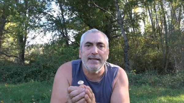 Senderuela - Marasmius oreades | Setas de prados que nacen en corros