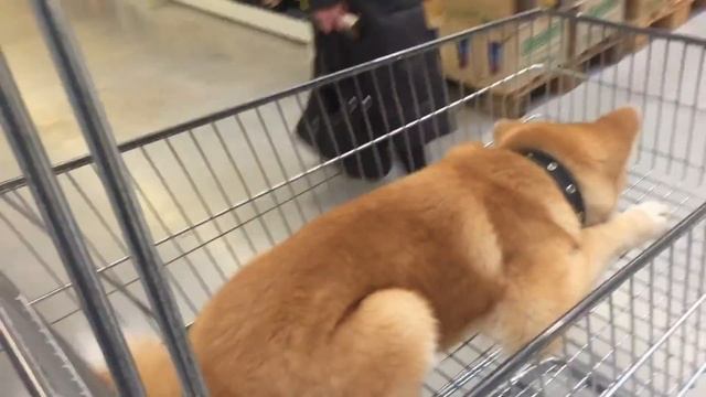 Акита ину в супермаркете - Akita inu in the supermarket metro - 秋田犬のスーパーメトロ смотреть онлайн