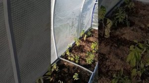 Обзор на теплицу 3х4 метра с чехлом из армированной пленки