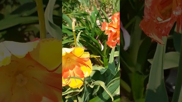 тюльпаны попугайные смотреть онлайн