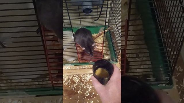 Крыса доминирует, жуёт крышку и убегает из клетки. смотреть онлайн