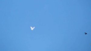 В гостях у Рахмана заводчик бакинских голубей