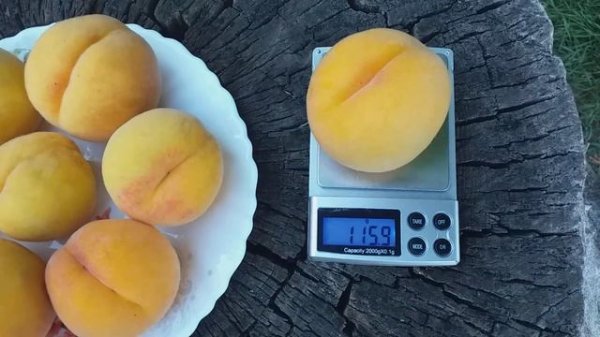 Персик сорт Кинка ( Peach Cinca) Перкоче. Гибрид персика и абрикоса. Обзор и дегустация