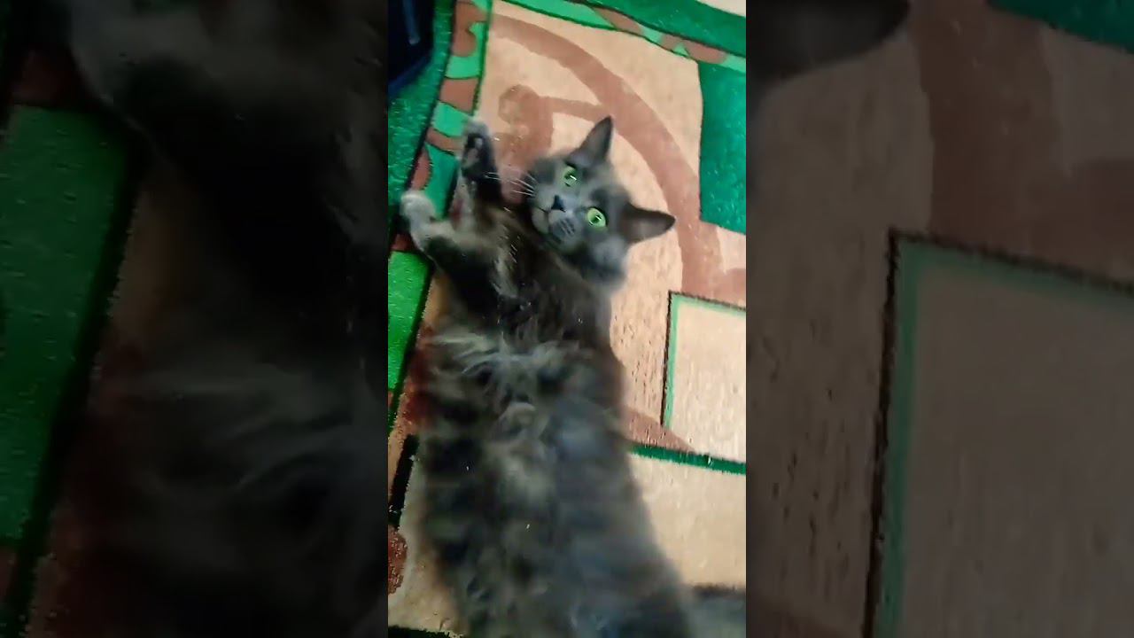 котик валяется. МИЛАШКА! #shorts #kottitar #коттитар #фонька смотреть онлайн