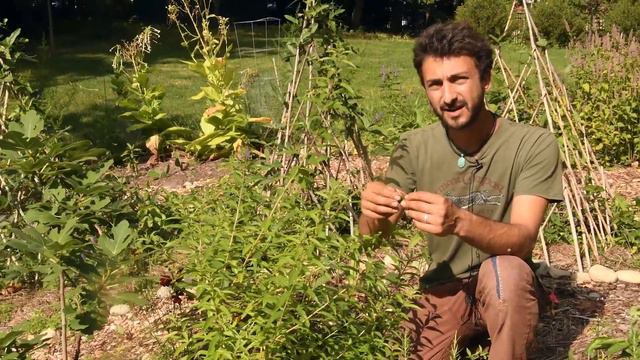 Lemon Verbena Harvest with Dan смотреть онлайн