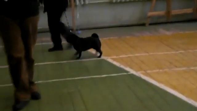 CIMG7320.MOV - черные мопсы смотреть онлайн