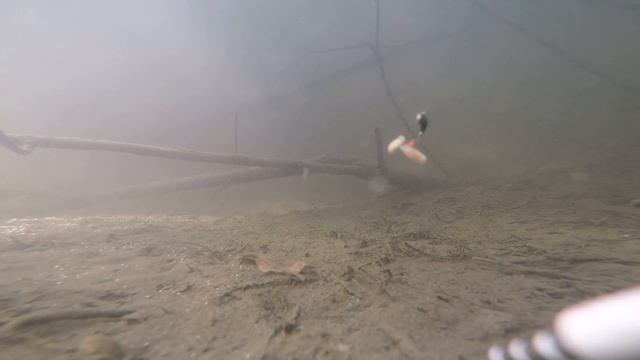 Подводная съемка рыбалки. На зимнюю удочку летом. Мормышка.