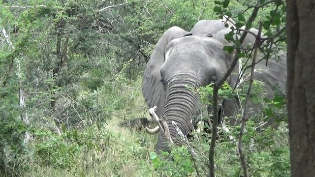 слон в лесу (парк Крюгера, 2019) смотреть онлайн