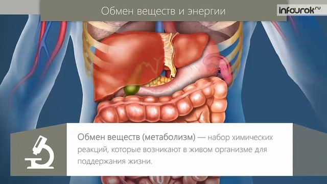 Сущность жизни и свойства живого | Биология 10 класс #2 | Инфоурок смотреть онлайн