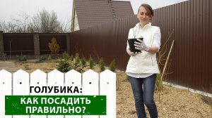 Выбираем саженец голубики ПРАВИЛЬНО