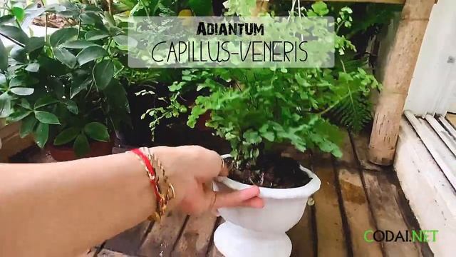 Cây Adiantum capillus-veneris (Dương Xỉ Tóc Thần Vệ Nữ) chậu men trắng смотреть онлайн