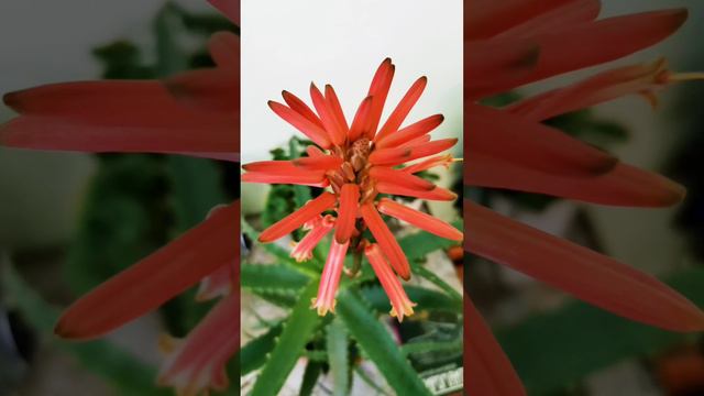 цветёт #столетник #алоэ смотреть онлайн