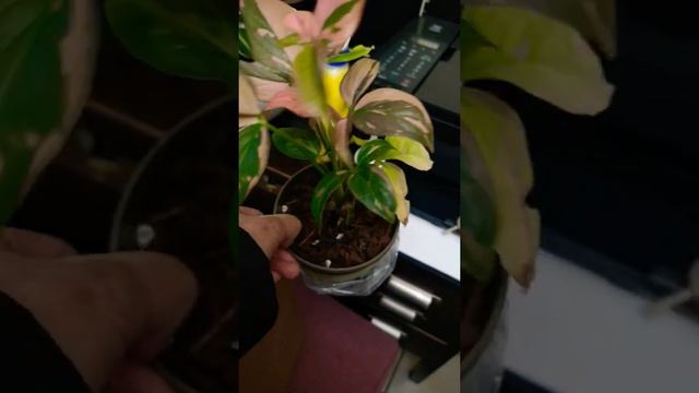 Singonium pink splash unboxing смотреть онлайн