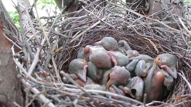 Еще одно гнездо сойки