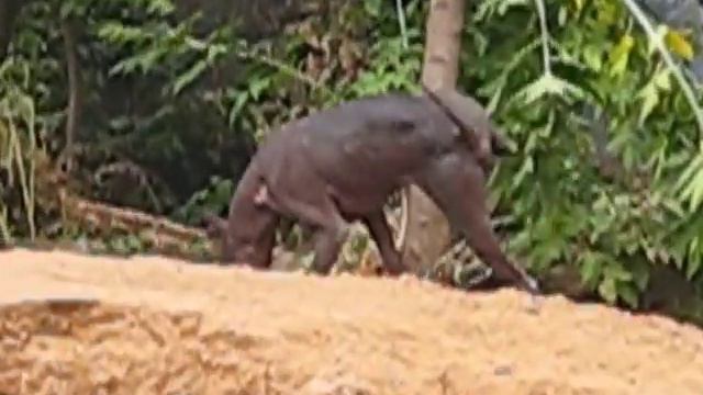 Стандартные ксолоитцкуинтли смотреть онлайн