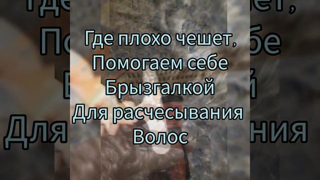 Как помыть подстричь собаку РЧТ. Обзор инструмента Часть 1. День 87. Русский Черный Терьер #ВИВА ?