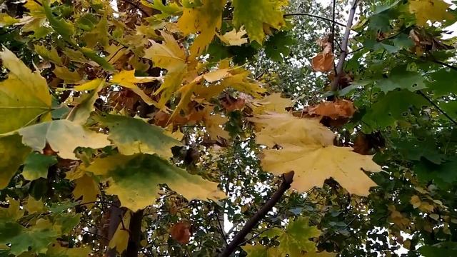 2 октября-ТРОФИМОВ ДЕНЬ/Приближенные к БОГУ /ГЛАВНОЕ правило дня/Приметы смотреть онлайн
