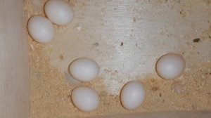 Кладка яиц у пары волнистых попугаев. Оплодотворит ли яйца самец без когтей на лапах?...