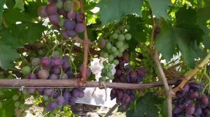 Поспела форма винограда Перцовый красный ,автор Калугин В.М. на 09.08.2021 год