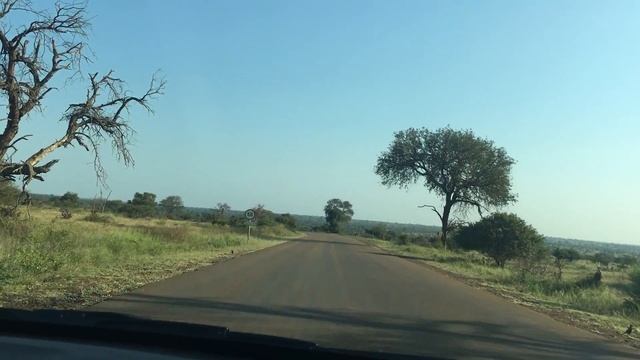 Африка.ЮАР.Изучение парка Крюгера на арендованном авто.День первый.Март2018 смотреть онлайн