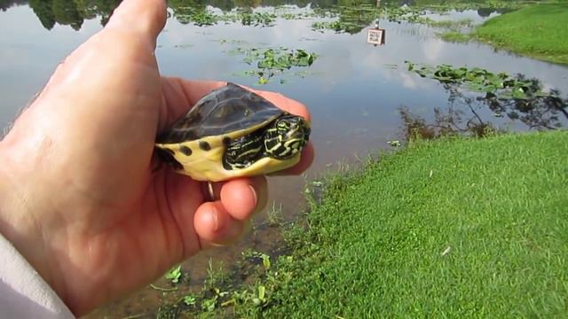 release of peninsula cooter hatchling September 10, 2015 смотреть онлайн